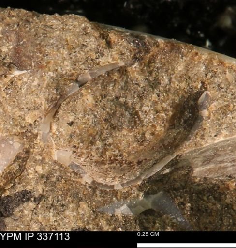 undet. Bivalvia