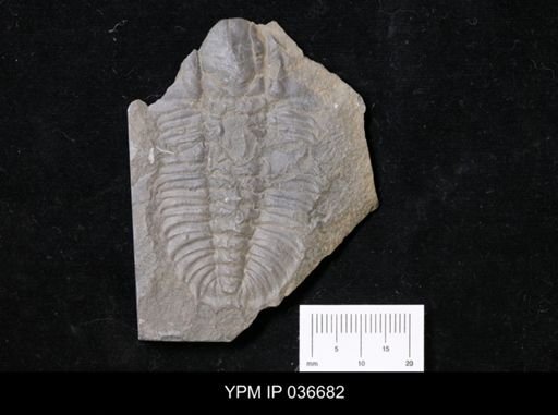 Olenoides serratus