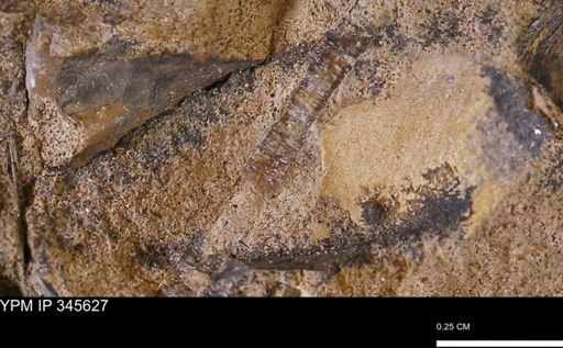 undet. Mollusca