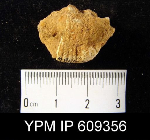 Uncinulus cf. vellicatus