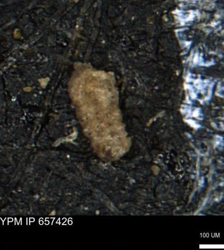 Ammobaculoides phaulus