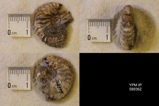 undet. Scaphitidae
