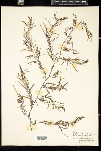 Sargassum
