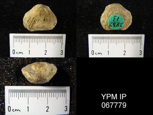 Anastrophia verneuili