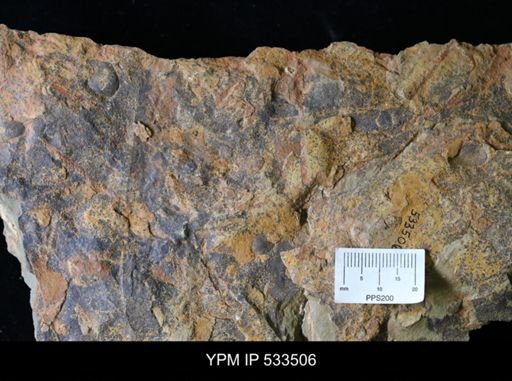 undet. Graptolithina