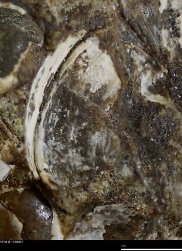 Corbulamella gregaria