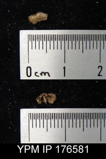 Punctospirifer cristata