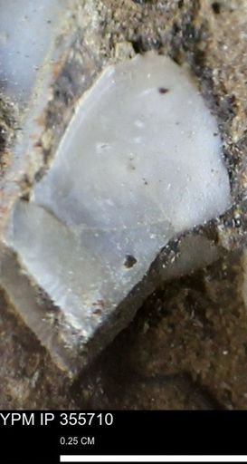 undet. Bivalvia