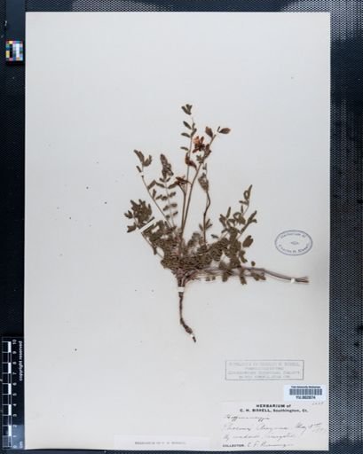 Plantae