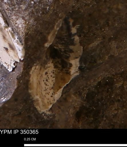 undet. Bivalvia