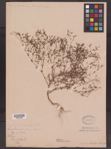 Paronychia canadensis