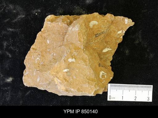 undet. Scaphitidae