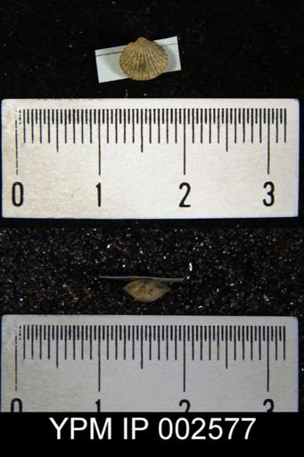Orthis sp.