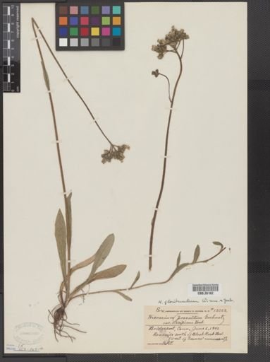 Hieracium x floribundum