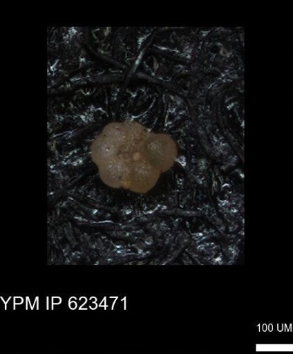 undet. Globigerinina