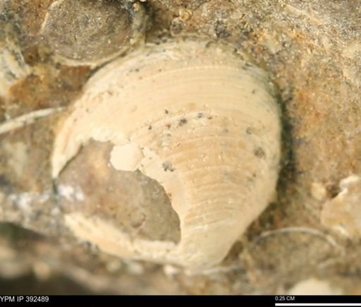 Protocardia subquadrata