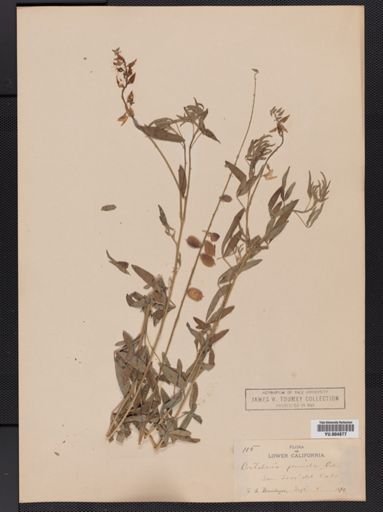 Crotalaria