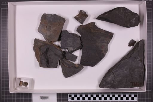 mixed taxa, stratigraphic collection