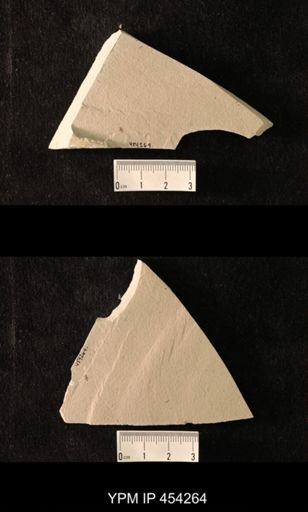 undet. Hexapoda