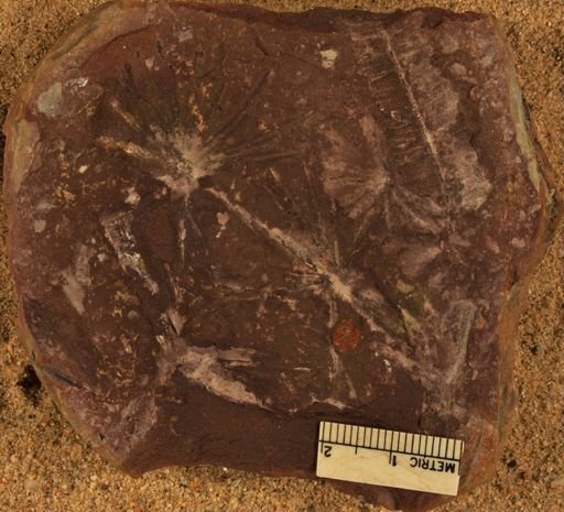 Annularia