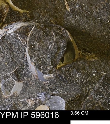 undet. Bivalvia