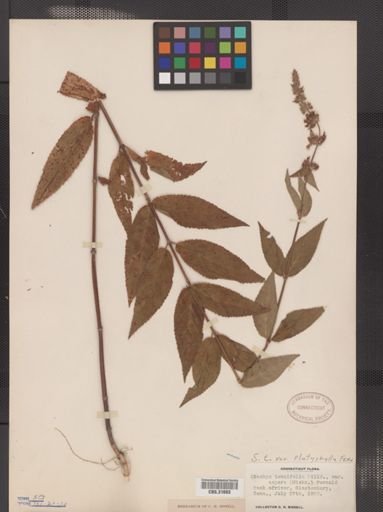 Stachys tenuifolia var. platyphylla