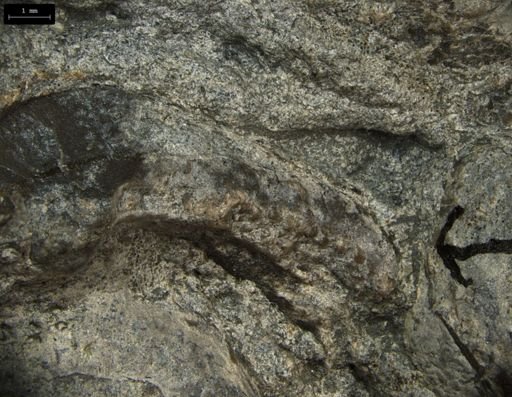 Aplocoma damesii