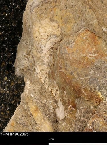 undet. Mollusca