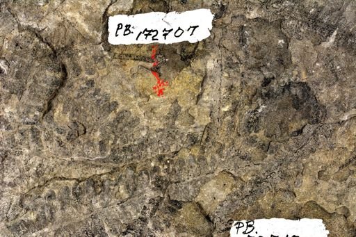 Pecopteris sp.