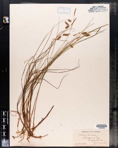 Carex limosa