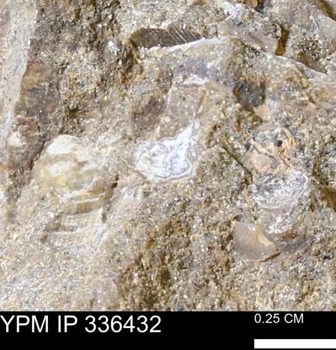 undet. Mollusca