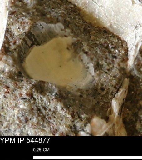 Corbulamella gregaria