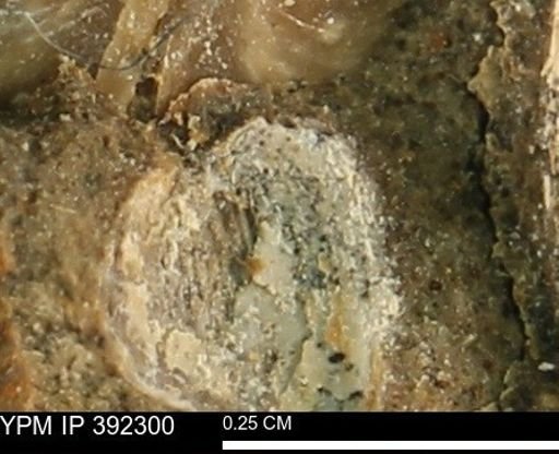 Protocardia subquadrata