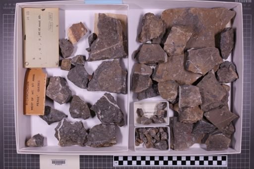 mixed taxa, stratigraphic collection