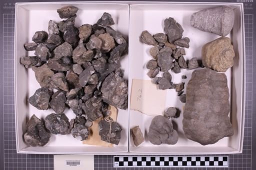 mixed taxa, stratigraphic collection