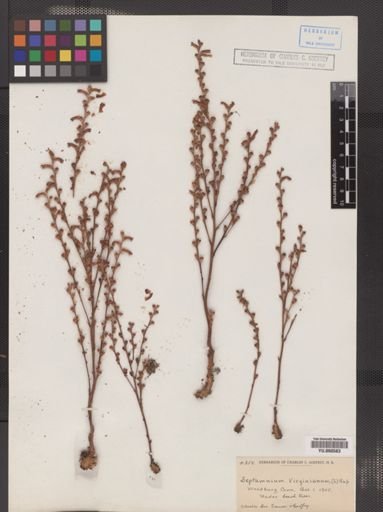 Epifagus virginiana