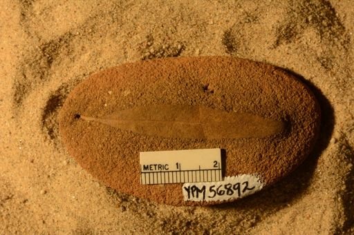 Angiospermopsida