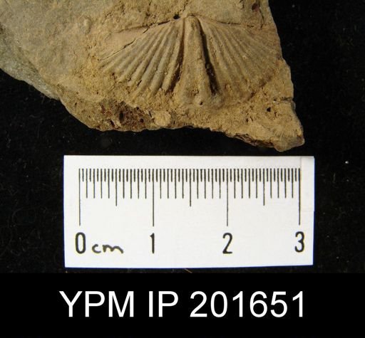 Tylothyris mesacostalis