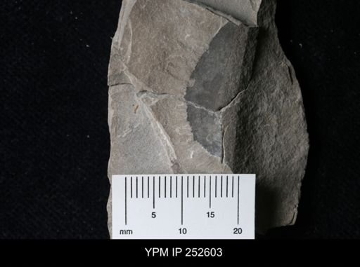 undet. Pterygotidae