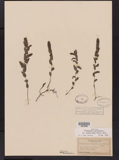 Potamogeton perfoliatus