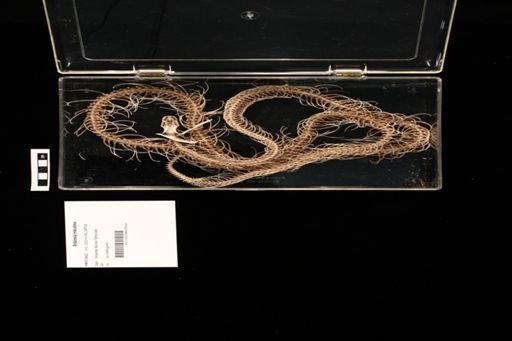 Antaresia maculosa
