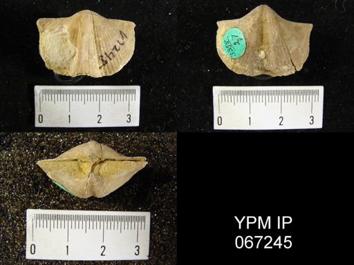 Spirifer whitneyi