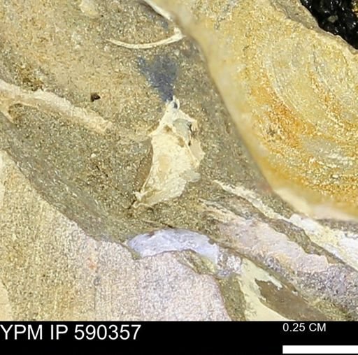 Protocardia?