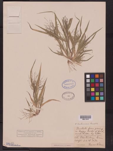 Panicum tuckermani