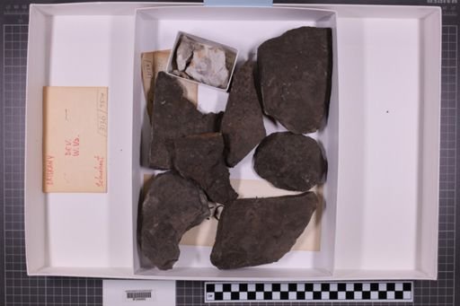 mixed taxa, stratigraphic collection
