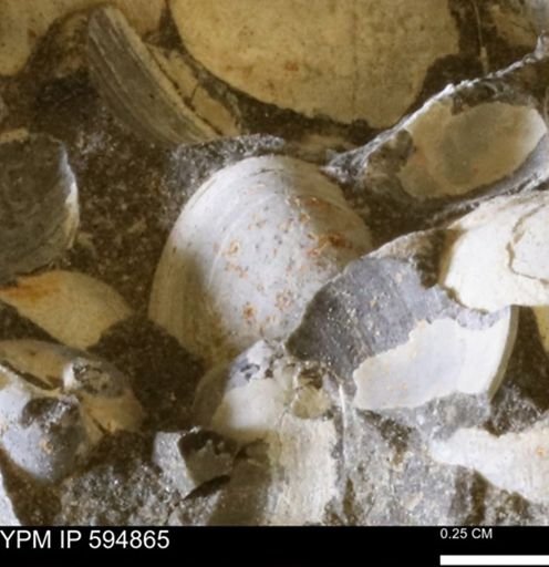 Limopsis striatopunctatus