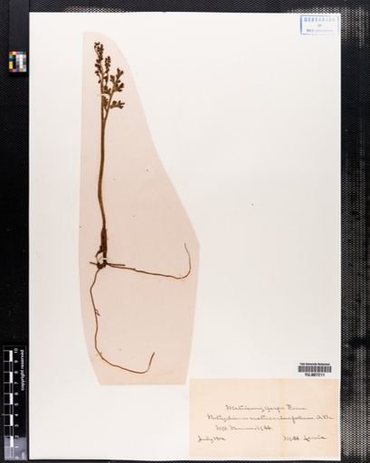 Botrychium