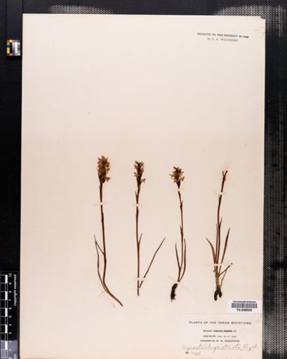 Spiranthes romanzoffiana