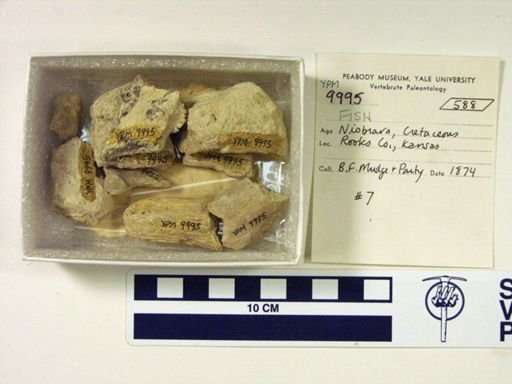undet. Actinopterygii
