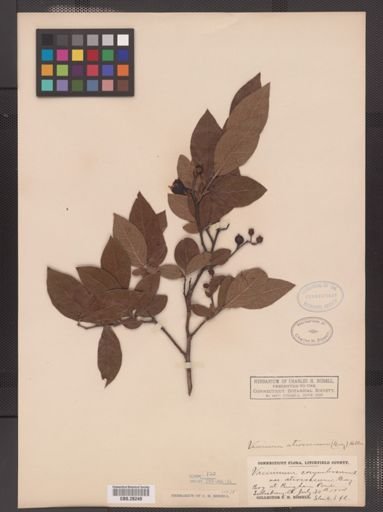 Vaccinium atrococcum